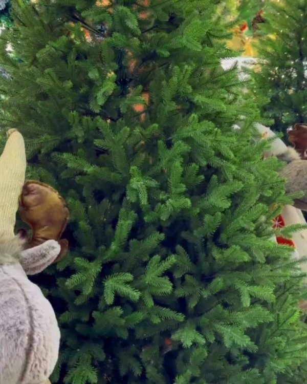 American Pine tree